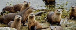 group of otters