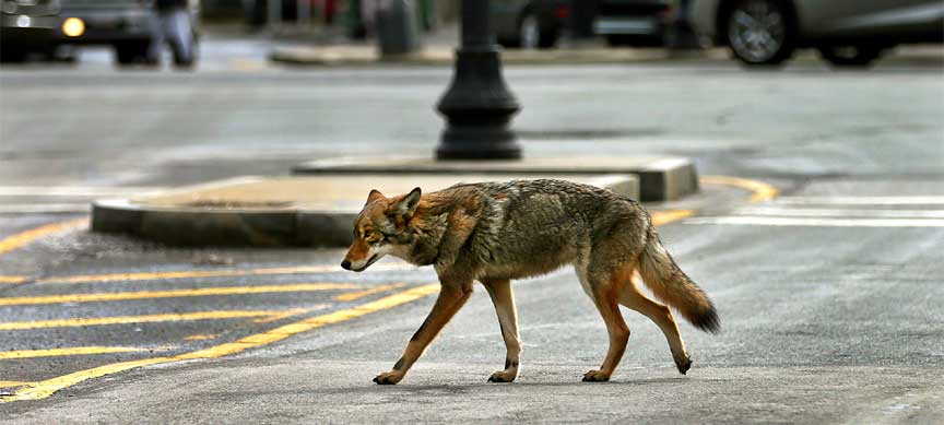coyote in city