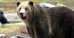 Grizzly bear Idaho